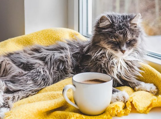 adorable cat next to the window